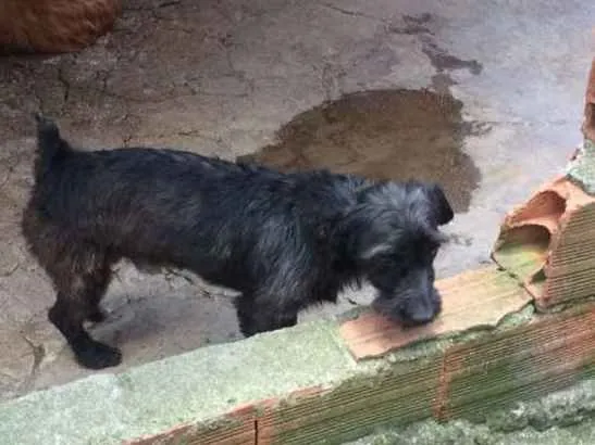 Cachorro ra a Vilalata idade 3 anos nome Toddy