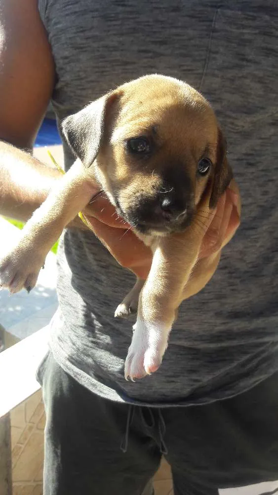 Cachorro ra a Filhotes porte pequeno idade Abaixo de 2 meses nome Nao tem nome