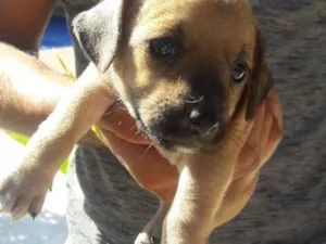 Cachorro raça Filhotes porte pequeno idade Abaixo de 2 meses nome Nao tem nome