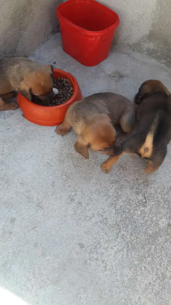 Cachorro ra a Filhotes porte pequeno idade Abaixo de 2 meses nome Nao tem nome