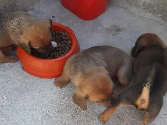 Cachorro ra a Filhotes porte pequeno idade Abaixo de 2 meses nome Nao tem nome