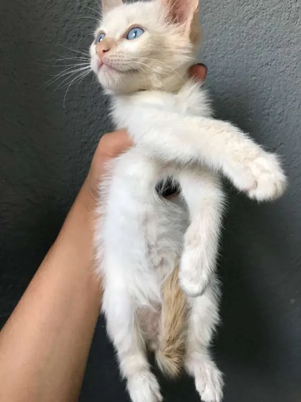 Gato ra a SRD idade Abaixo de 2 meses nome filhotes 