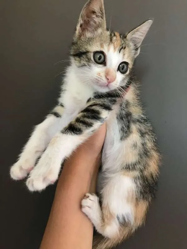 Gato ra a SRD idade Abaixo de 2 meses nome filhotes 