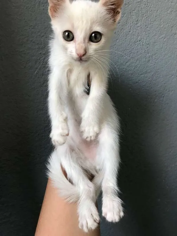 Gato ra a SRD idade Abaixo de 2 meses nome filhotes 