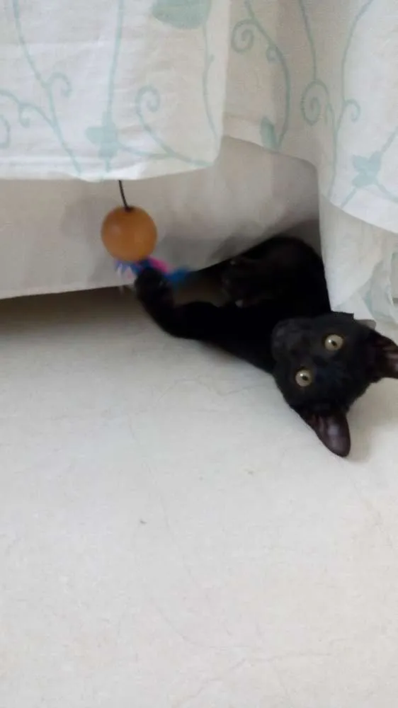 Gato ra a SRD idade 2 a 6 meses nome Pretinho