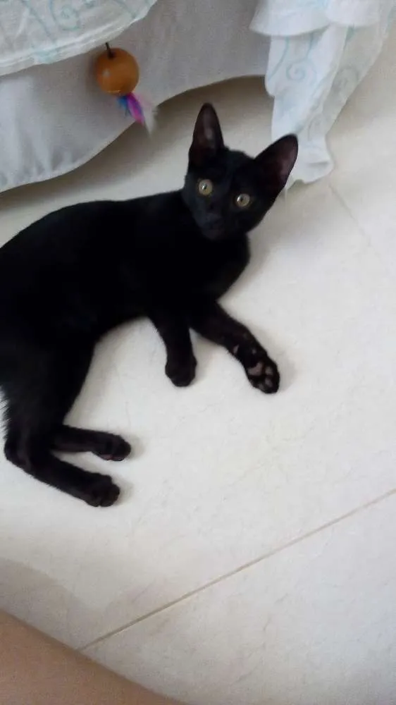 Gato ra a SRD idade 2 a 6 meses nome Pretinho
