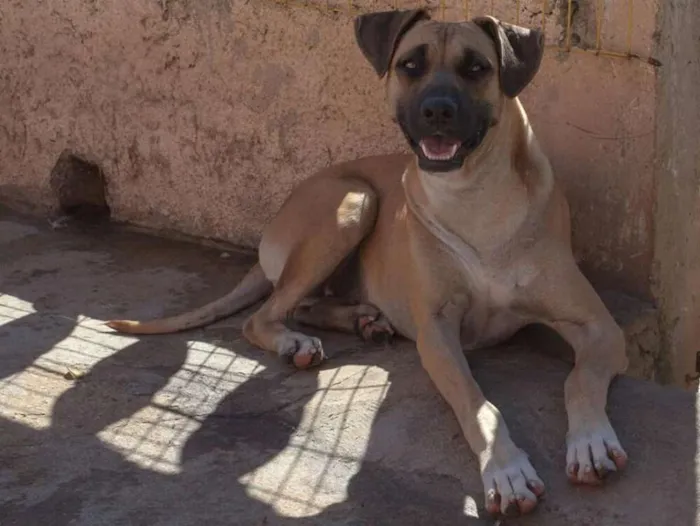 Cachorro ra a SRD idade 2 anos nome DHARA
