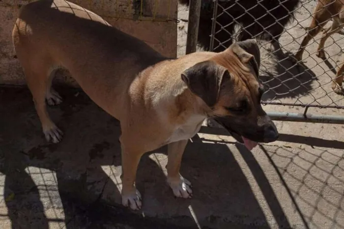 Cachorro ra a SRD idade 2 anos nome DHARA