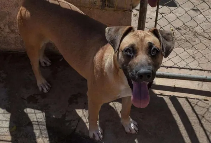 Cachorro ra a SRD idade 2 anos nome DHARA