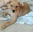 lola e lili