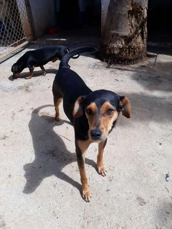 Cachorro ra a srd idade  nome Risadinha