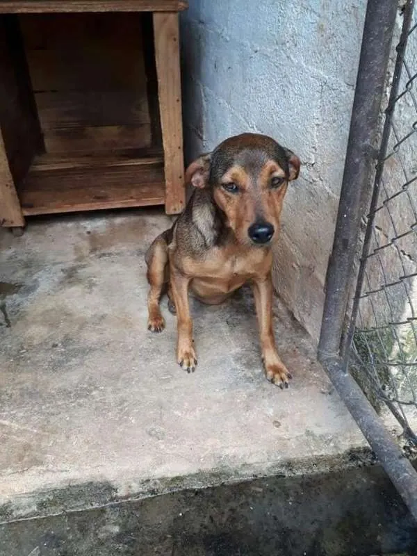 Cachorro ra a srd idade  nome Pitchuco