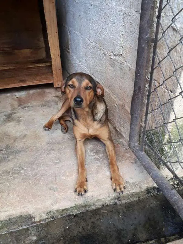 Cachorro ra a srd idade  nome Pitchuco