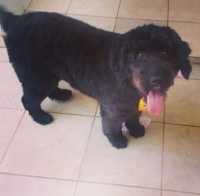 Cachorro ra a Srd idade 2 anos nome Ulysses