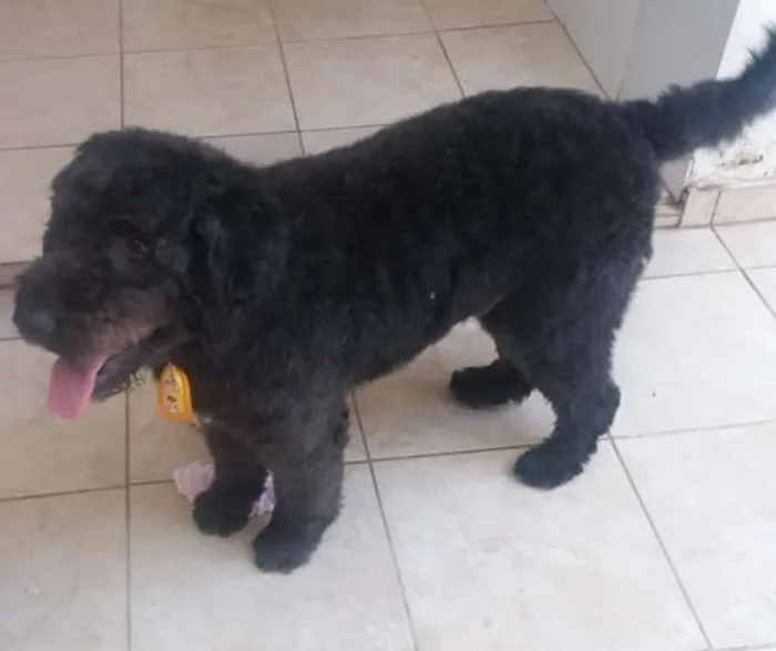 Cachorro ra a Srd idade 2 anos nome Ulysses