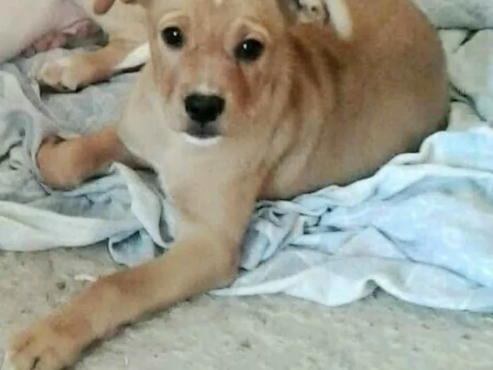 Cachorro ra a  idade 2 a 6 meses nome lola e lili