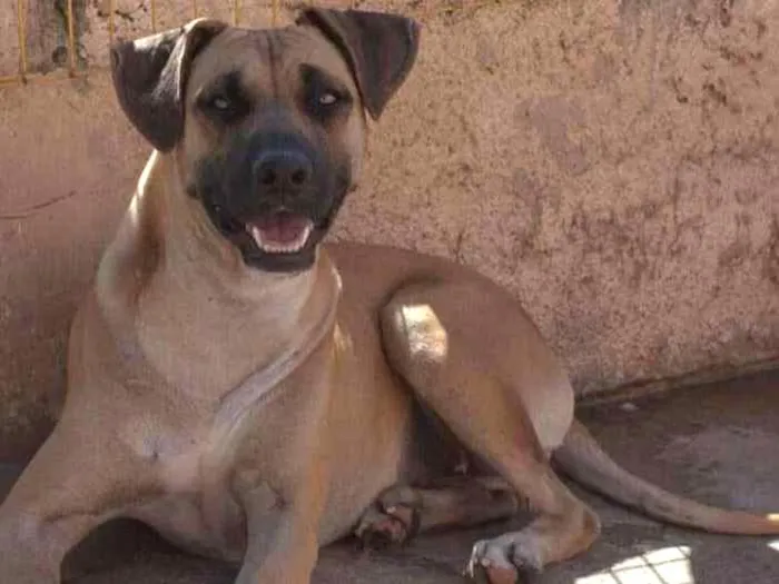 Cachorro ra a SRD idade 2 anos nome DHARA
