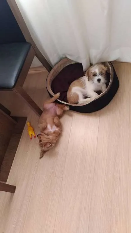 Cachorro raça RSD idade 2 a 6 meses nome BARTO E SOFIA