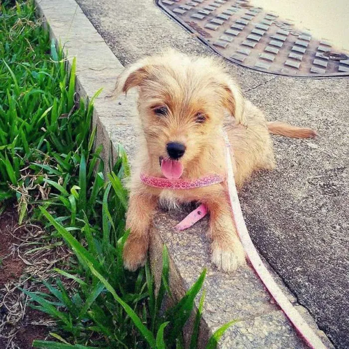 Cachorro raça RSD idade 2 a 6 meses nome BARTO E SOFIA