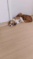 BARTO E SOFIA