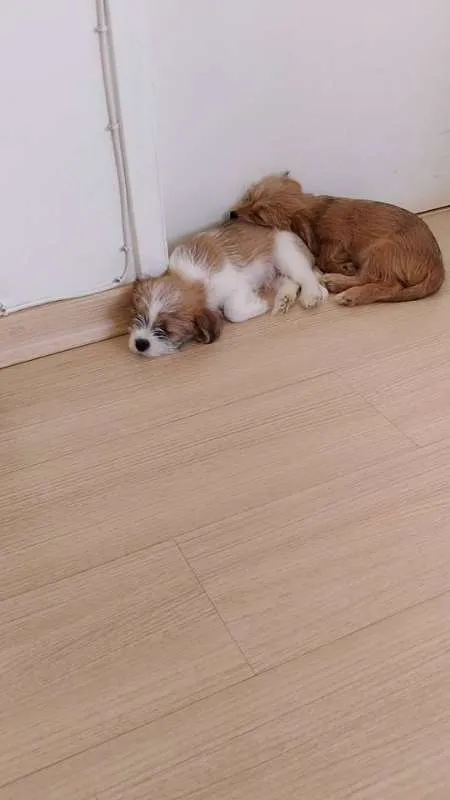 Cachorro raça RSD idade 2 a 6 meses nome BARTO E SOFIA