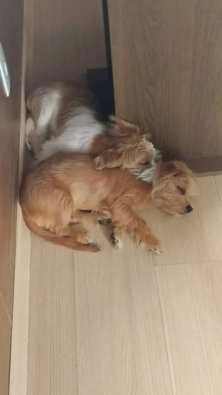 Cachorro raça RSD idade 2 a 6 meses nome BARTO E SOFIA