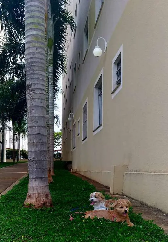Cachorro raça RSD idade 2 a 6 meses nome BARTO E SOFIA