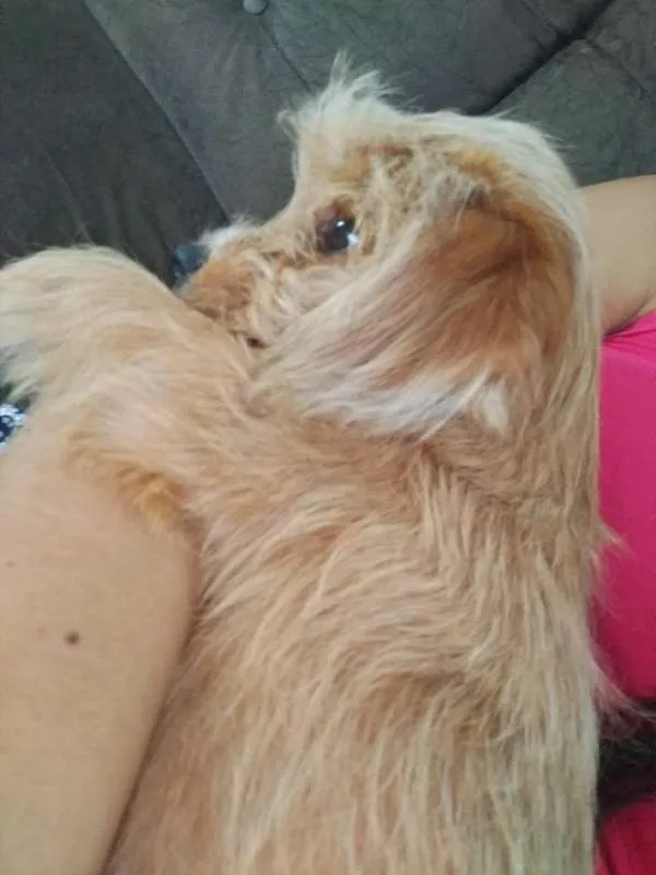 Cachorro raça RSD idade 2 a 6 meses nome BARTO E SOFIA
