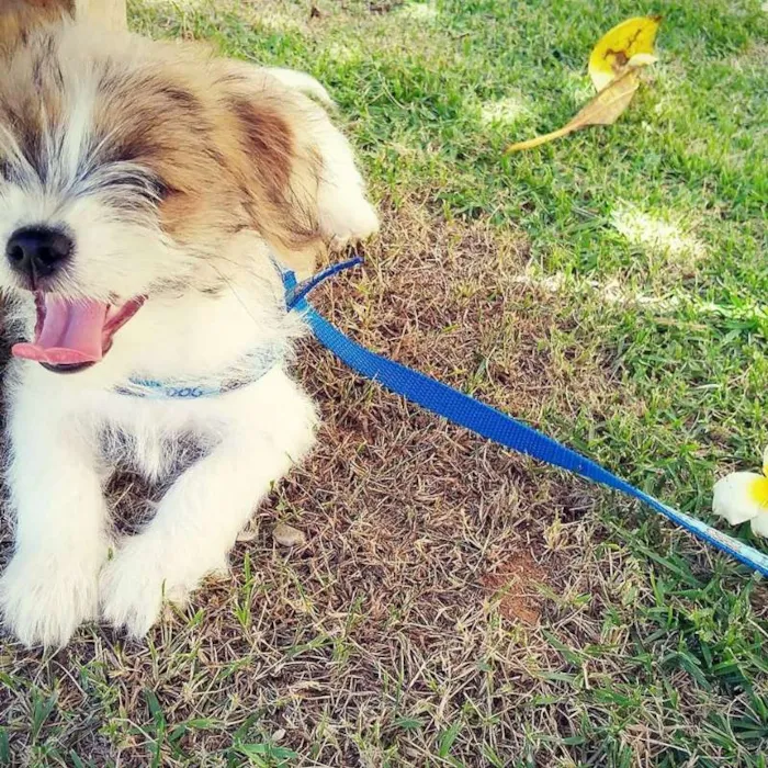 Cachorro raça RSD idade 2 a 6 meses nome BARTO E SOFIA