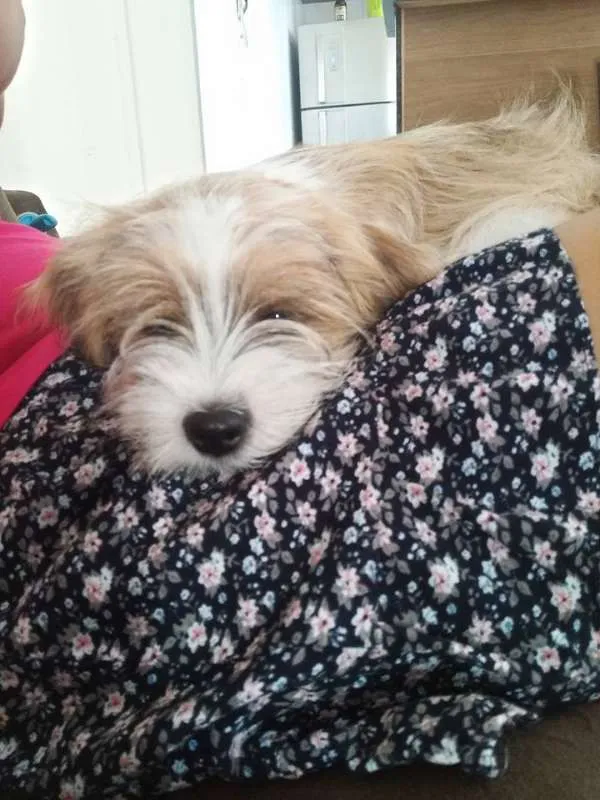 Cachorro raça RSD idade 2 a 6 meses nome BARTO E SOFIA