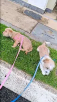 BARTO E SOFIA