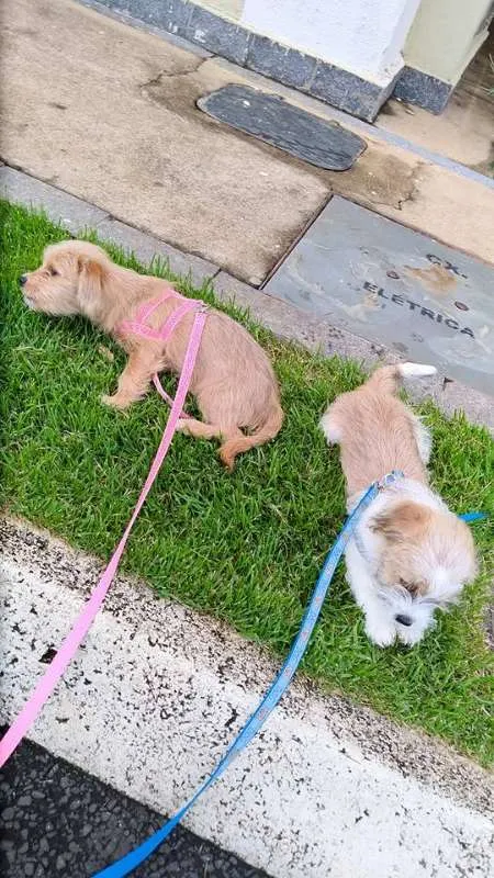 Cachorro raça RSD idade 2 a 6 meses nome BARTO E SOFIA
