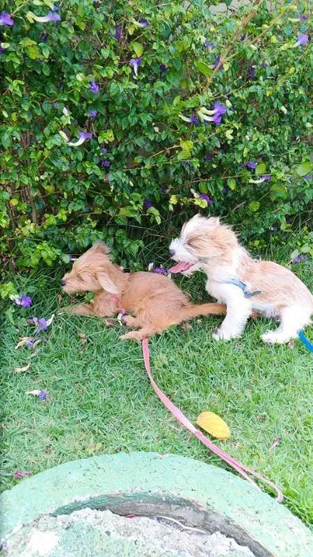 Cachorro raça RSD idade 2 a 6 meses nome BARTO E SOFIA