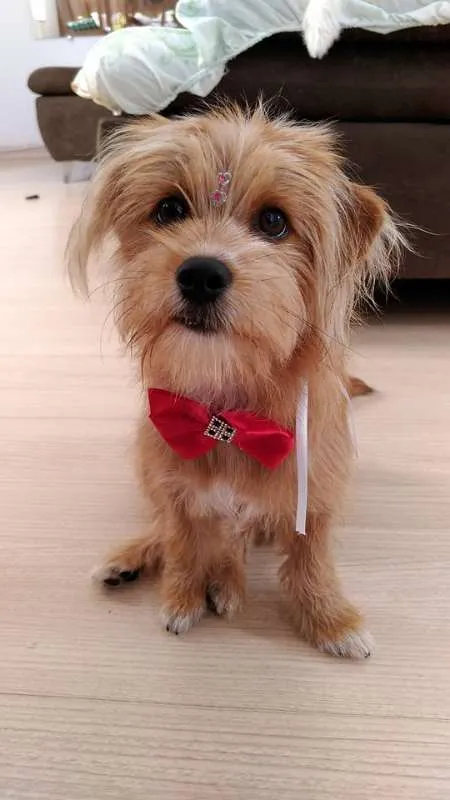 Cachorro raça RSD idade 2 a 6 meses nome BARTO E SOFIA