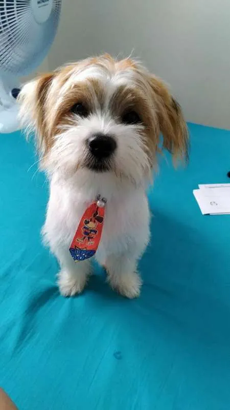 Cachorro raça RSD idade 2 a 6 meses nome BARTO E SOFIA