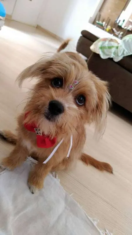 Cachorro raça RSD idade 2 a 6 meses nome BARTO E SOFIA