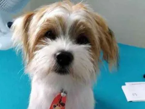 Cachorro raça RSD idade 2 a 6 meses nome BARTO E SOFIA
