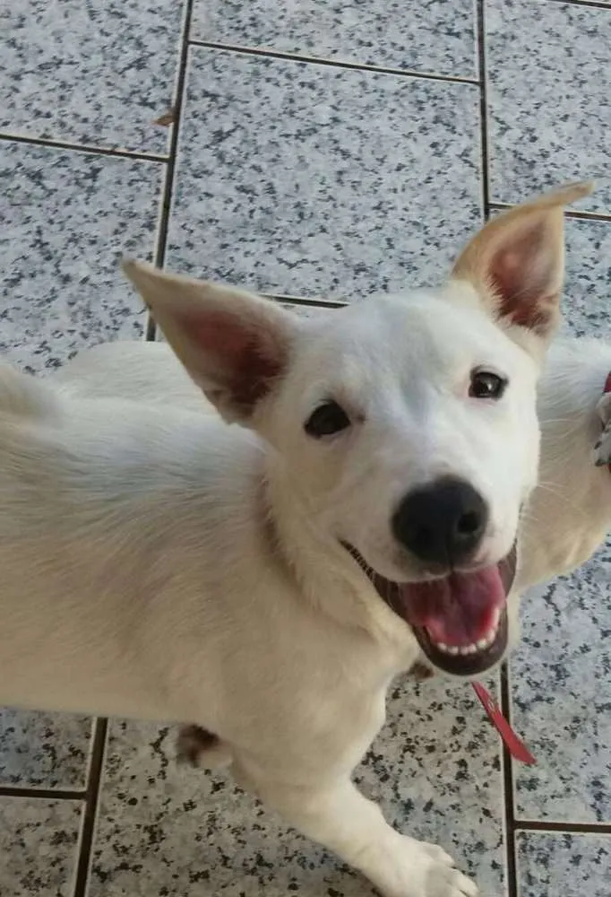 Cachorro ra a Vira Lata  idade 2 anos nome Chiquinha