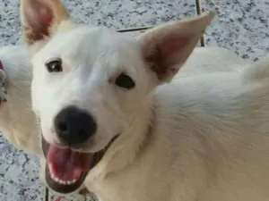 Cachorro raça Vira Lata  idade 2 anos nome Chiquinha