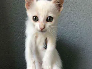 Gato raça SRD idade Abaixo de 2 meses nome filhotes 