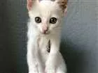Gato raça SRD idade Abaixo de 2 meses nome filhotes 
