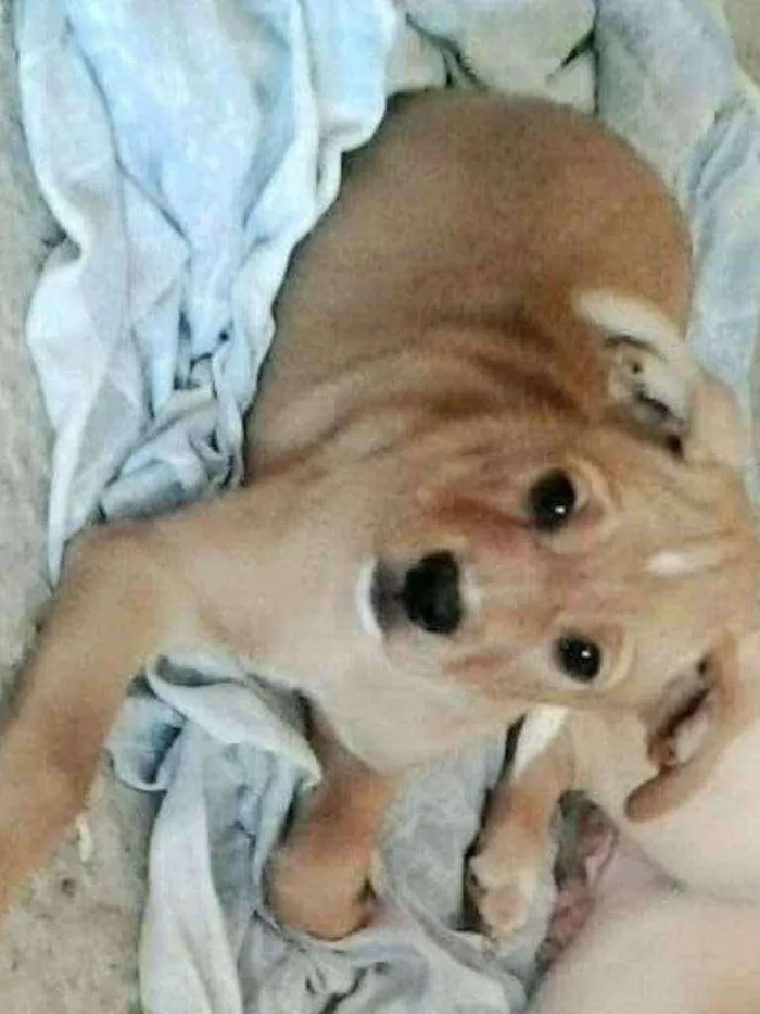 Cachorro ra a  idade 2 a 6 meses nome lola e lili