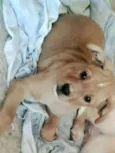 lola e lili