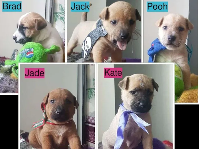 Cachorro ra a  idade Abaixo de 2 meses nome Filhotinhos