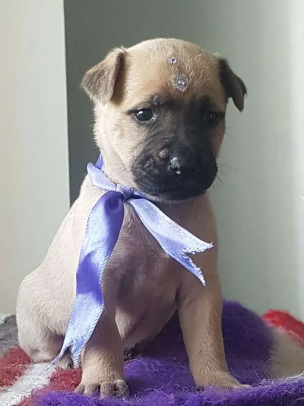 Cachorro ra a  idade Abaixo de 2 meses nome Filhotinhos