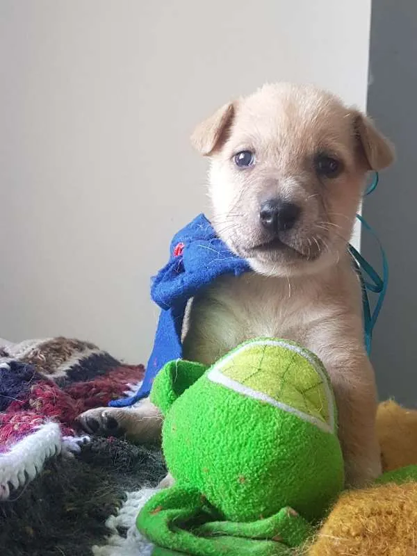 Cachorro ra a  idade Abaixo de 2 meses nome Filhotinhos