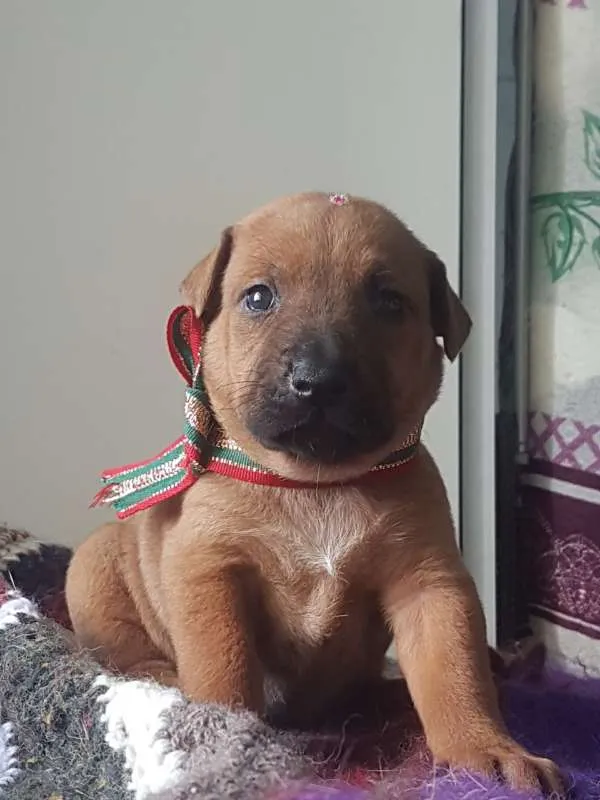 Cachorro ra a  idade Abaixo de 2 meses nome Filhotinhos