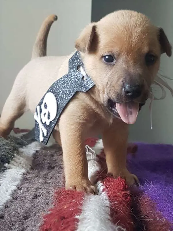 Cachorro ra a  idade Abaixo de 2 meses nome Filhotinhos