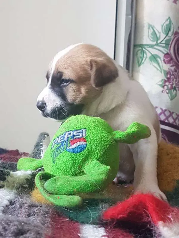 Cachorro ra a  idade Abaixo de 2 meses nome Filhotinhos
