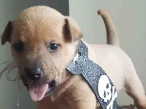 Cachorro raça  idade Abaixo de 2 meses nome Filhotinhos